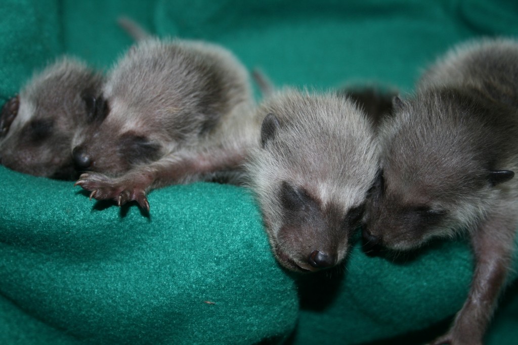 baby-raccoons3-09-2-1024x682