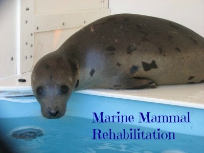 Marine Mammal Rehabilitation button